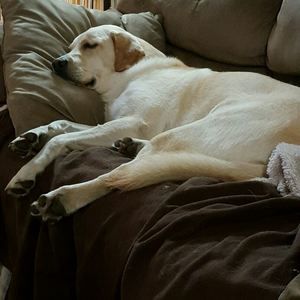 Meet your Posher, Ralph